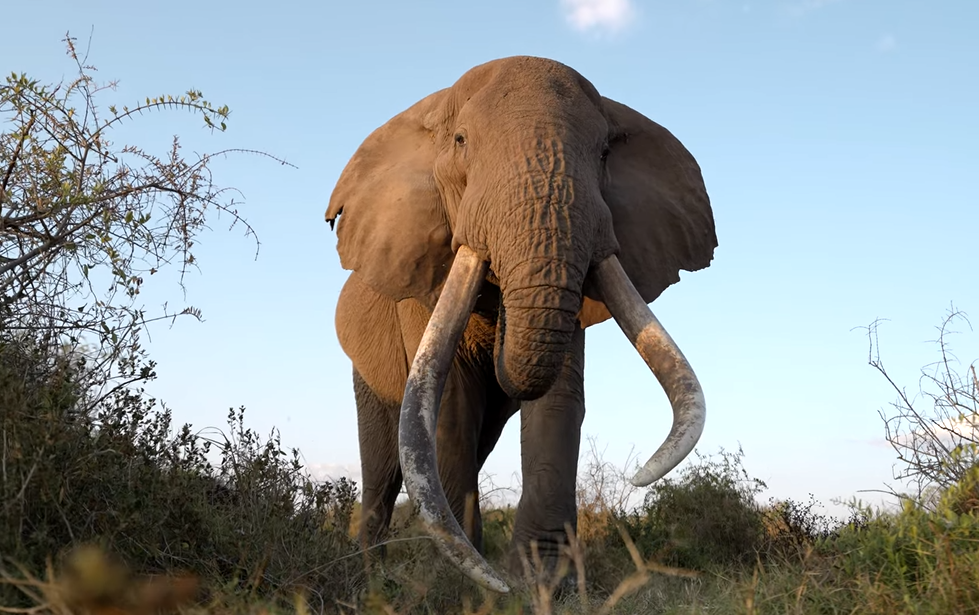 amboseli