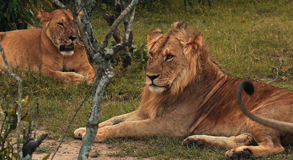 Masai mara
