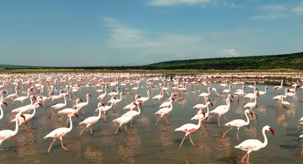 unique kenyan safari