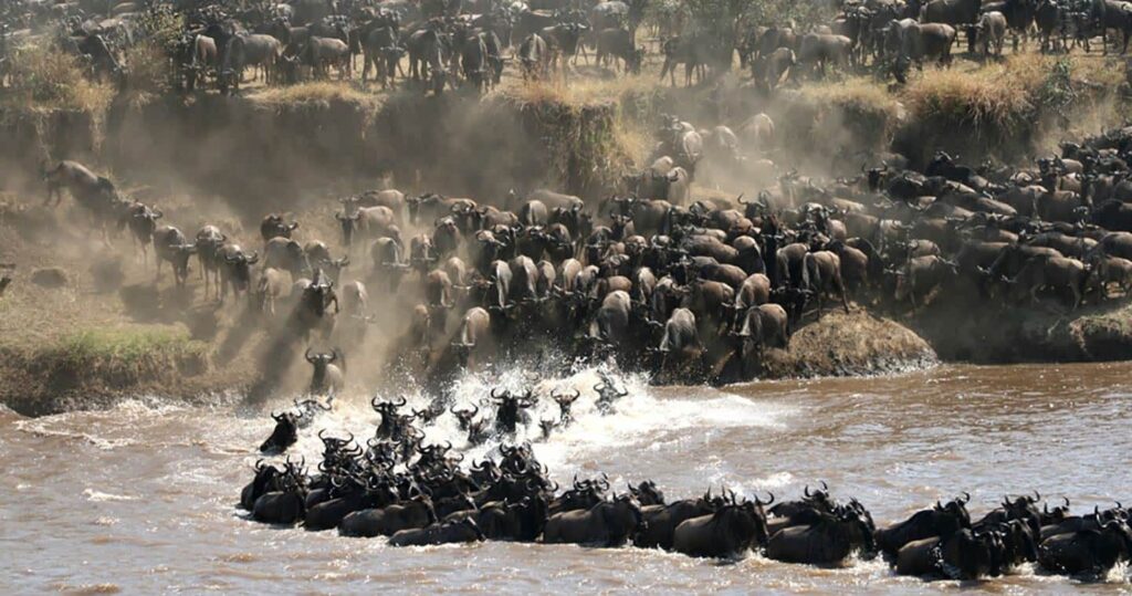 masai mara the great migration