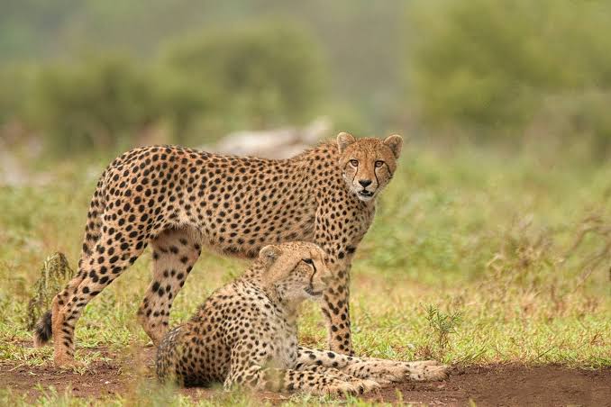 MASAI MARA CHEETAHS